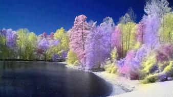 Water nature forest summer wallpaper