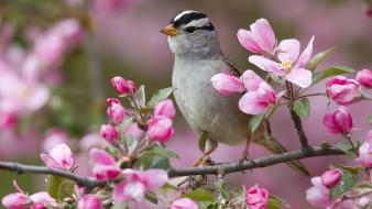 White birds sparrow montana pink flowers wallpaper
