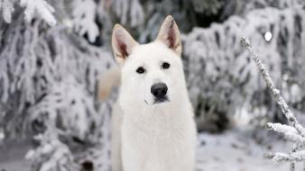 Winter white animals dogs game of thrones direwolf wallpaper