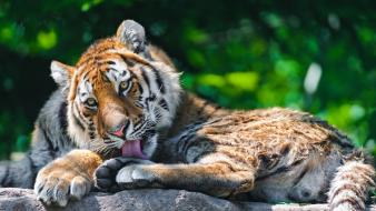 Animals lions wild wallpaper