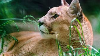 Animals puma wallpaper