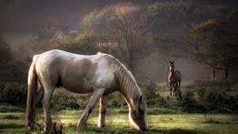 Animals wallpaper