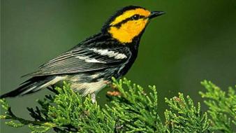 Birds warblers wallpaper