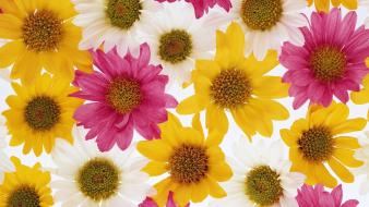 Close-up flowers colors background wallpaper