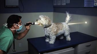 Dogs funny wallpaper