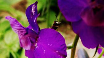 Flowers bugs wallpaper
