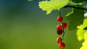 Fruits macro wallpaper