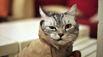 Humor funny fur hipster detective wink whiskers wallpaper