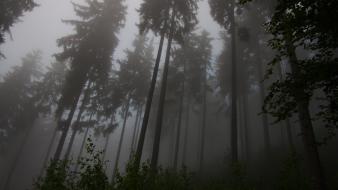 Landscapes trees forest fog