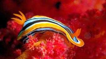 Nature animals nudibranchia sea slugs wallpaper