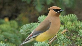 Nature birds cedar waxwing wallpaper