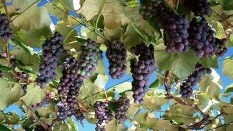 Nature fruits grapes fruit trees wallpaper