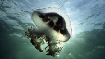 Nature jellyfish south australia stinger wallpaper
