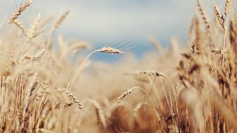 Nature wheat plants macro wallpaper