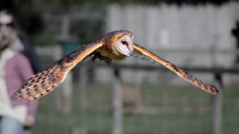 Wings flying owls wallpaper