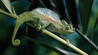 Animals chameleons camouflage reptiles wallpaper