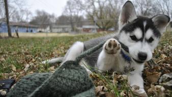 Animals dogs husky wallpaper