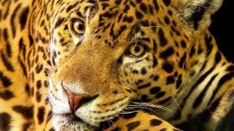 Animals leopards wallpaper