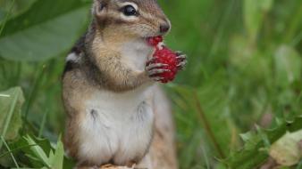 Animals squirrels depth of field wallpaper