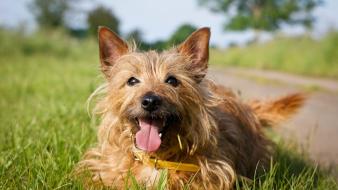 Animals yorkshire terrier wallpaper