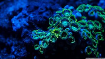 Nature coral sealife wallpaper