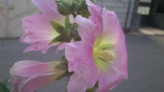 Nature flowers pink iran amin peyrovi xperia mini wallpaper