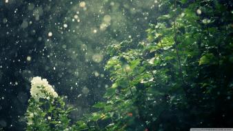 Nature rain summer wallpaper
