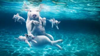 Pigs sea wallpaper