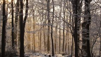 Snow trees forests wallpaper
