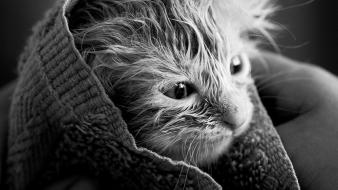 Towels fluffy monochrome yoda kittens whiskers furry wallpaper