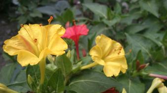 Yellow iran amin peyrovi xperia mini wallpaper