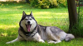 Animals dogs wallpaper