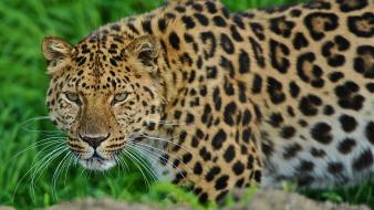 Animals leopards leopard 2 wallpaper
