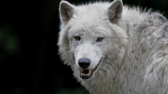 Animals wolves wallpaper