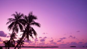 Beach palm trees wallpaper