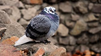 Birds pigeons wallpaper