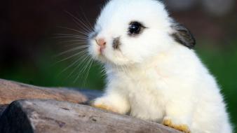 Bunnies animals fluffy wallpaper