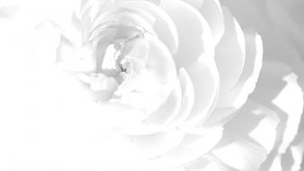 Flowers macro wallpaper