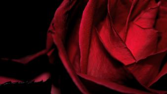 Flowers roses red rose wallpaper