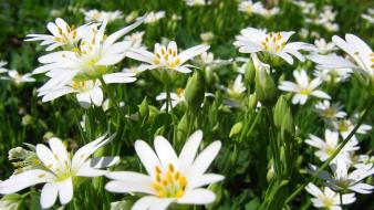 Landscapes nature white flowers wallpaper