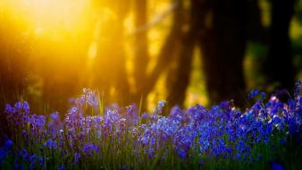 Light nature flowers grass blue bluebells wallpaper