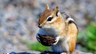 Nature animals squirrels depth of field wallpaper
