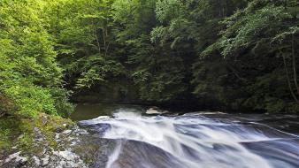 Nature forest streams wallpaper