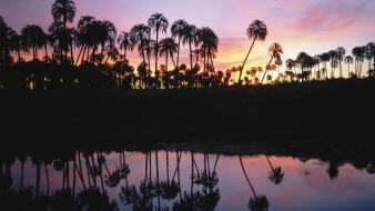Silhouette palm trees reflections wallpaper