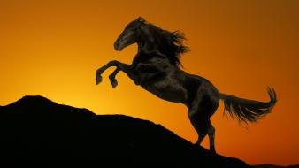 Sunset animals hills horses wallpaper