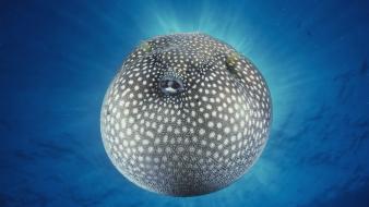 Water ocean animals spotted puffer fish blowfish wallpaper