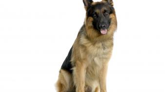 Animals dogs german shepherd wallpaper