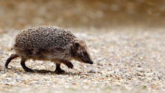 Animals hedgehog wallpaper