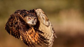 Flying birds wildlife owls eagle owl wallpaper