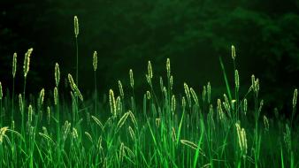 Green grass spikelets wallpaper